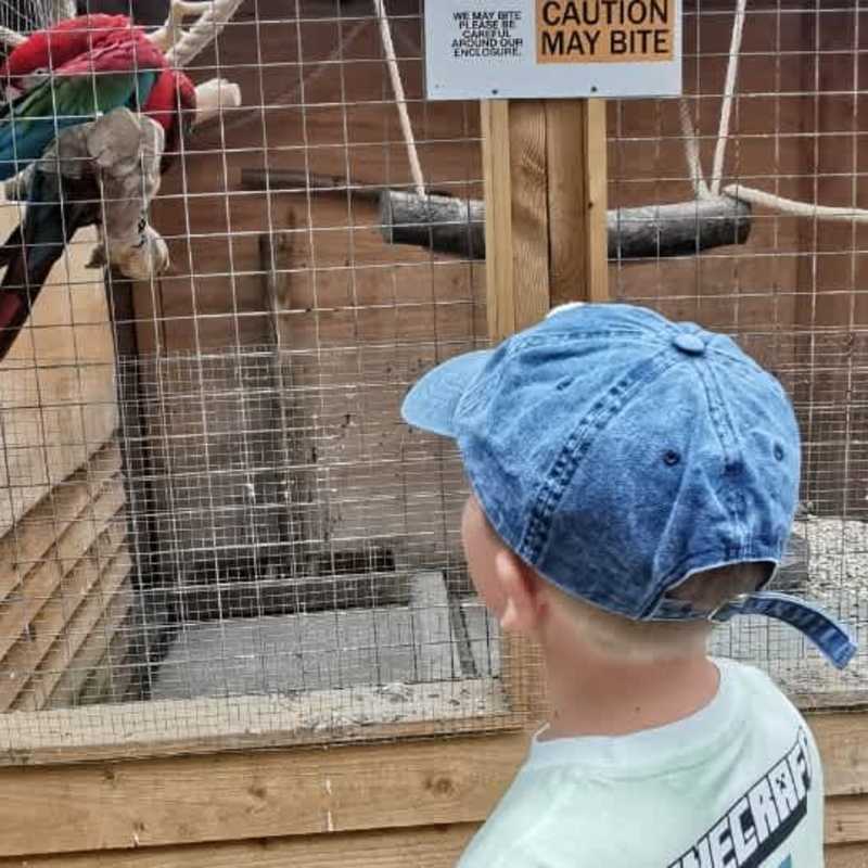 Animals