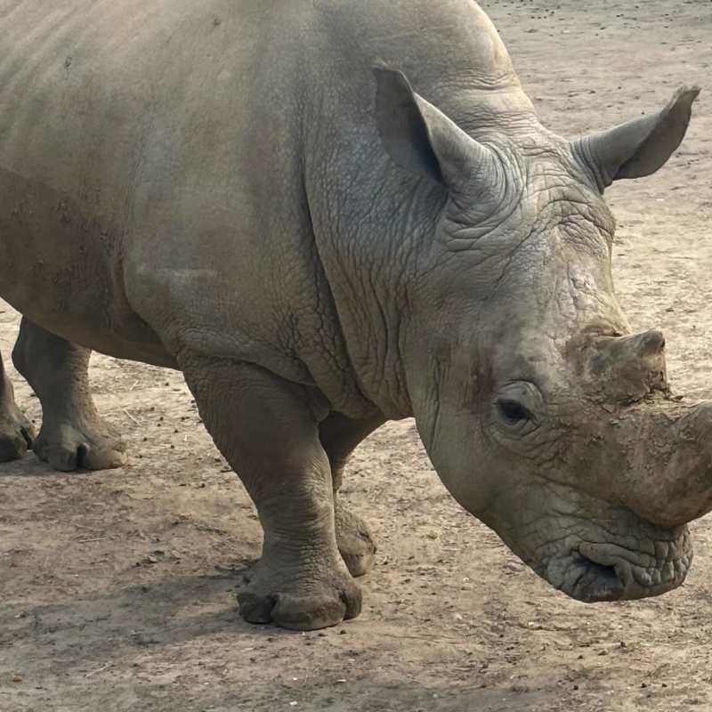 Up close with a rhino on zufari