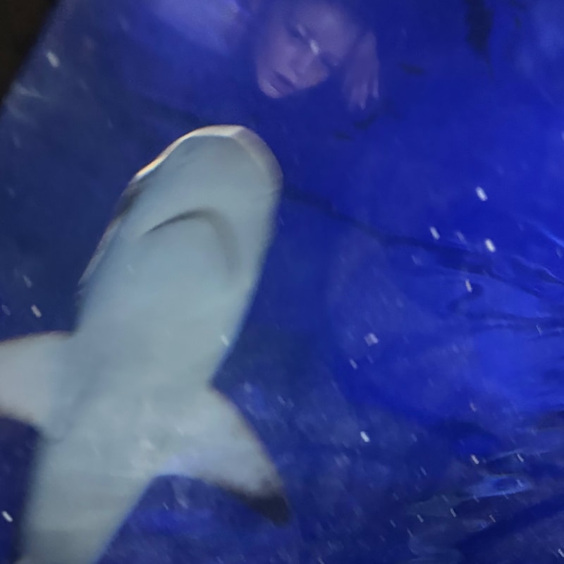 Sea life area was great