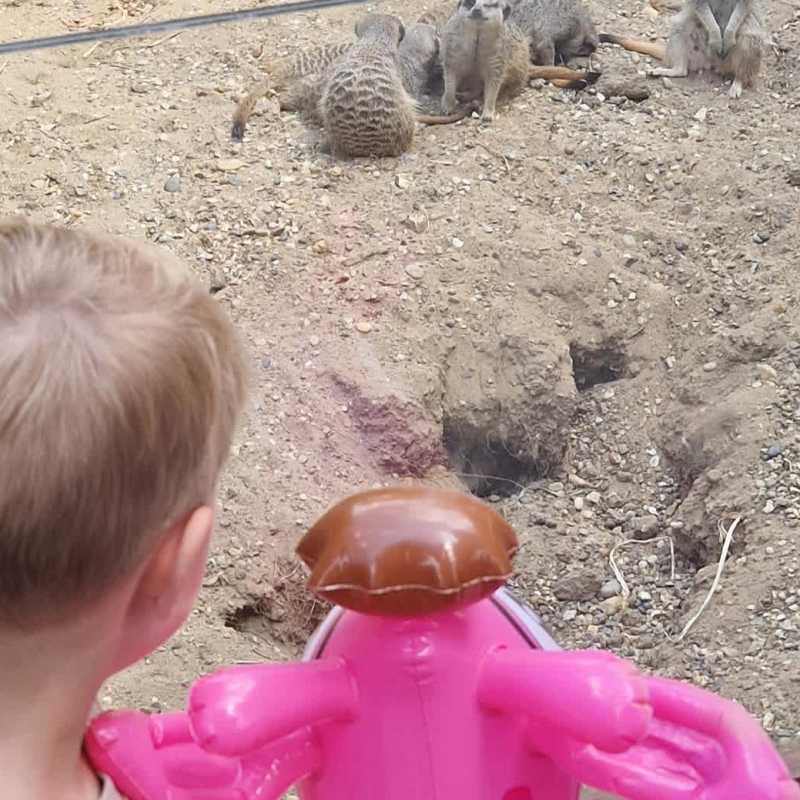 Watching meercats
