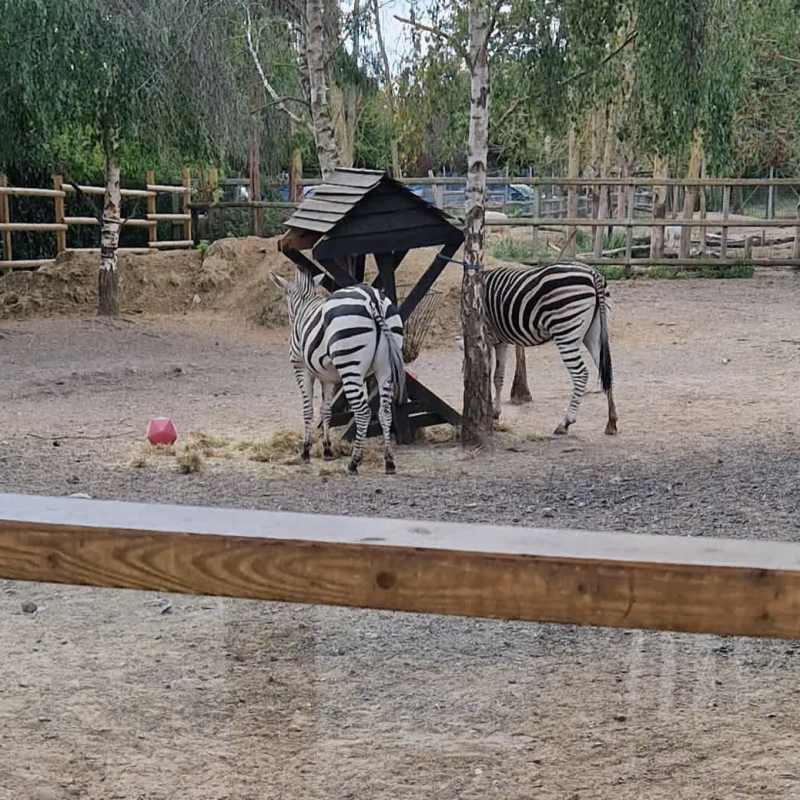 Zebras finally found