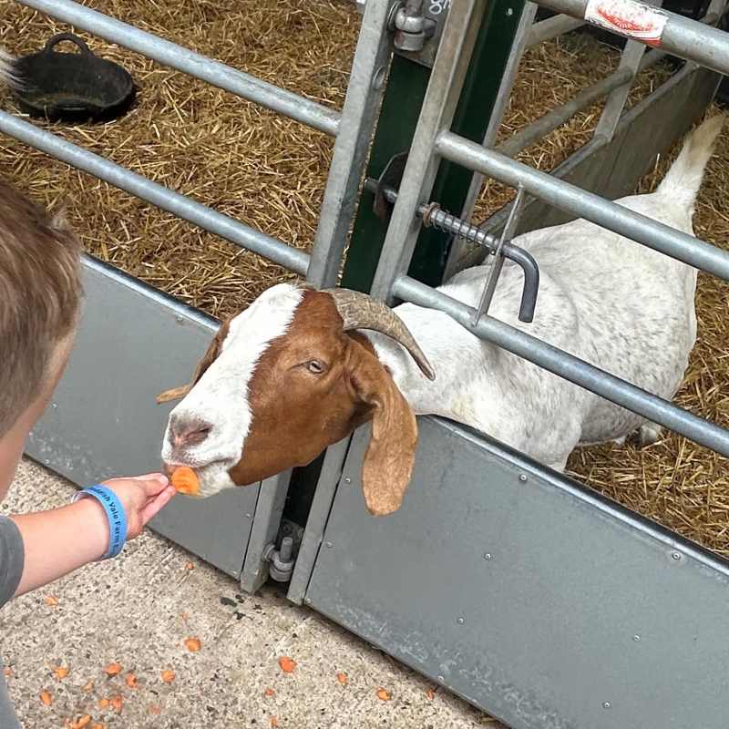 Welcome from the goats