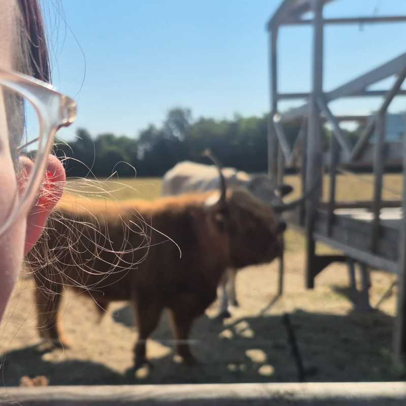 It's a cow!
