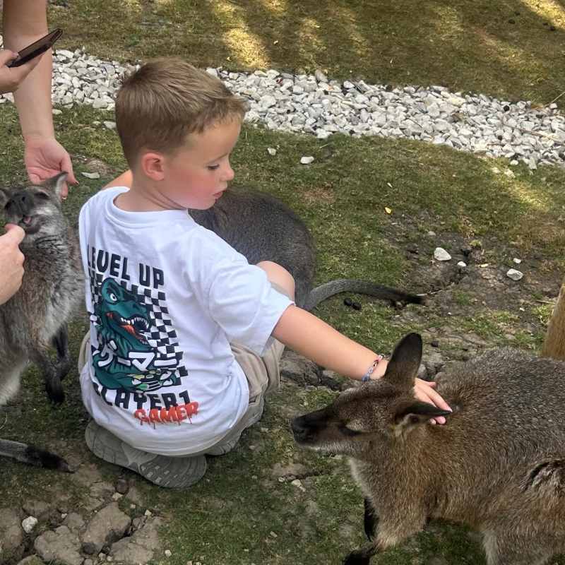 Wallaby feeding/stroking