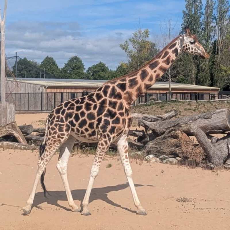 Giraffe in the savannah