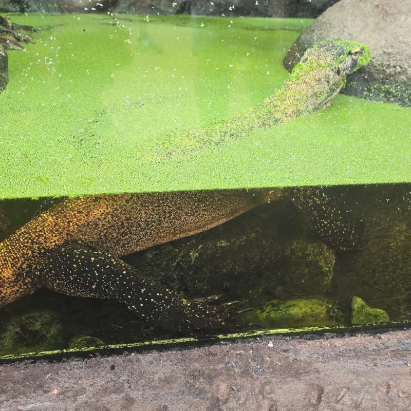 Komodo Dragon