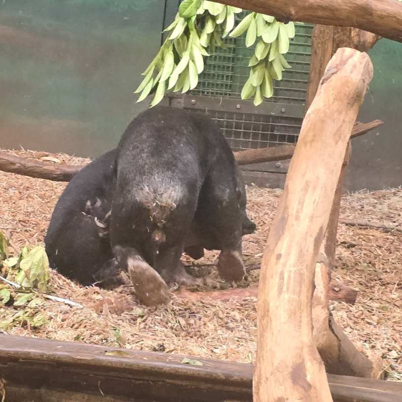 Sun bears playing