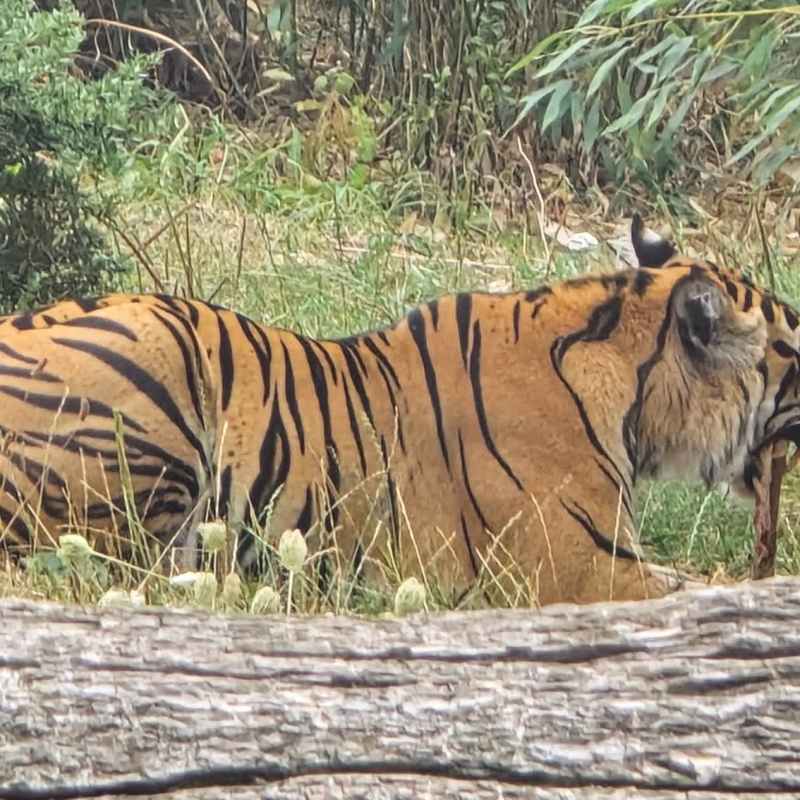 Tiger feasting