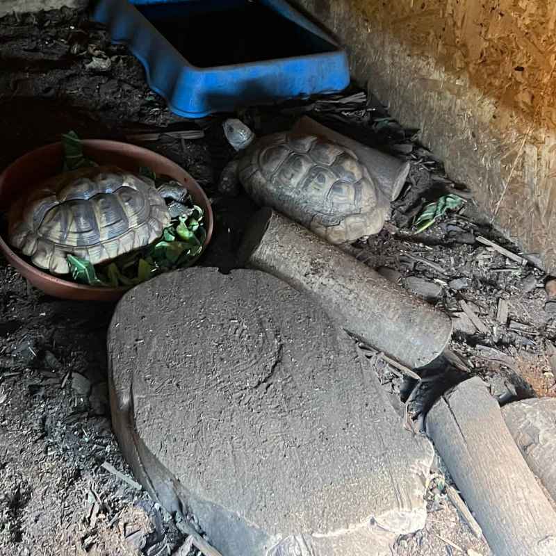 The little one’s favourite indoor animal🐢