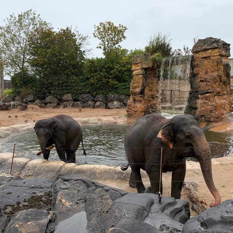Elephants get out the water