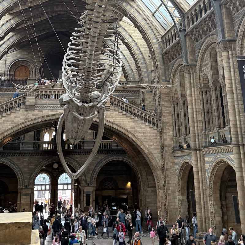 Huge whale hanging in the entrance