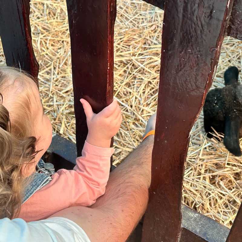 Feeding the animals.