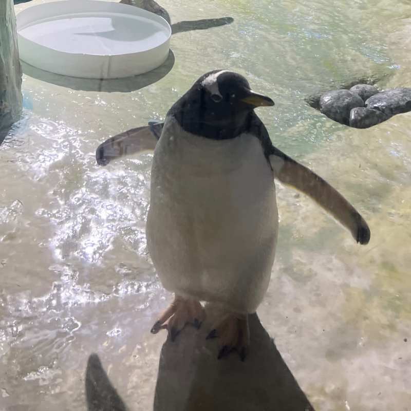 Life’s better when you waddle with the right people🐧❤
