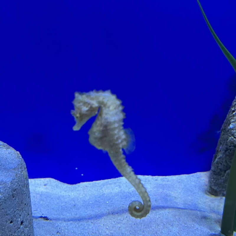 Mommy’s favourite; sea horses