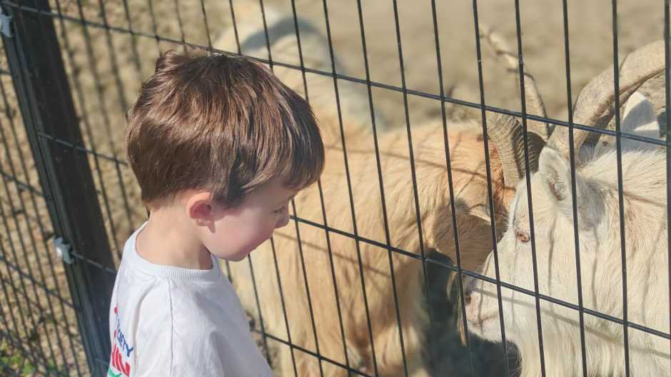 Feeding the goats
