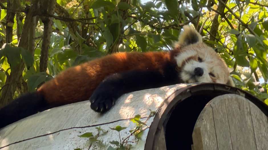 Snoozy red panda