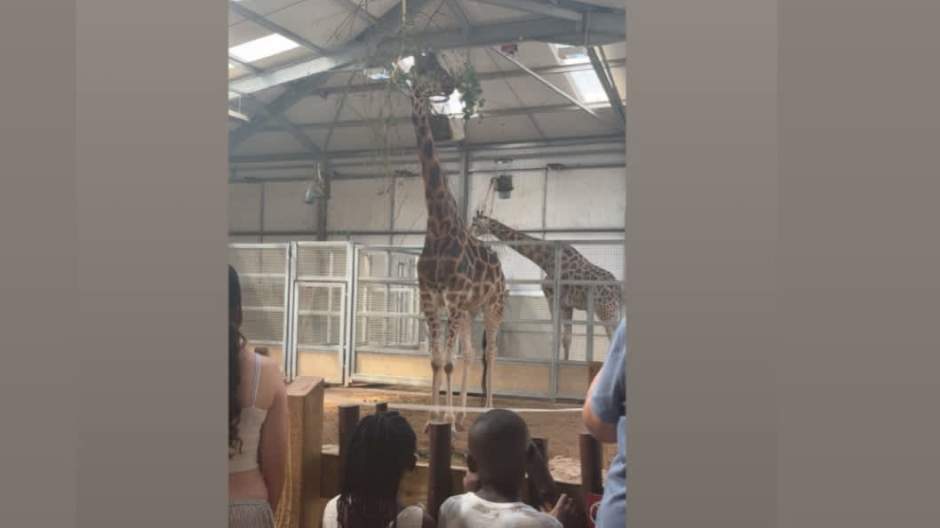 🦒