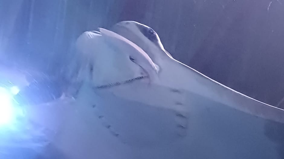Manta ray