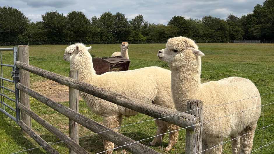Some friendly alpacas came to say hello