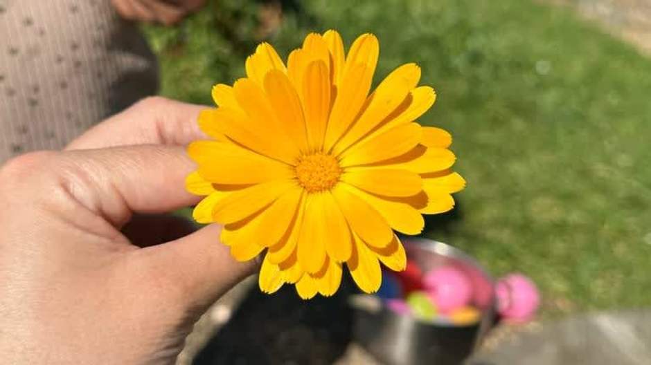 A flower from the gardens