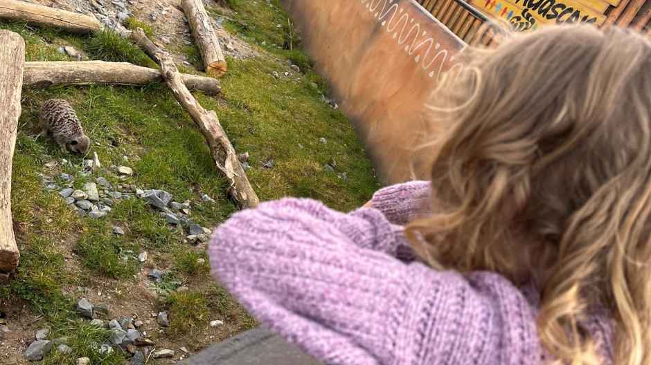 Watching the Meerkats