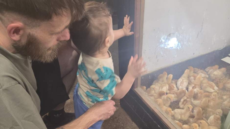 Alfie seeing the baby chicks