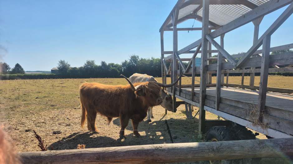 Highland cows and a big beautiful cow