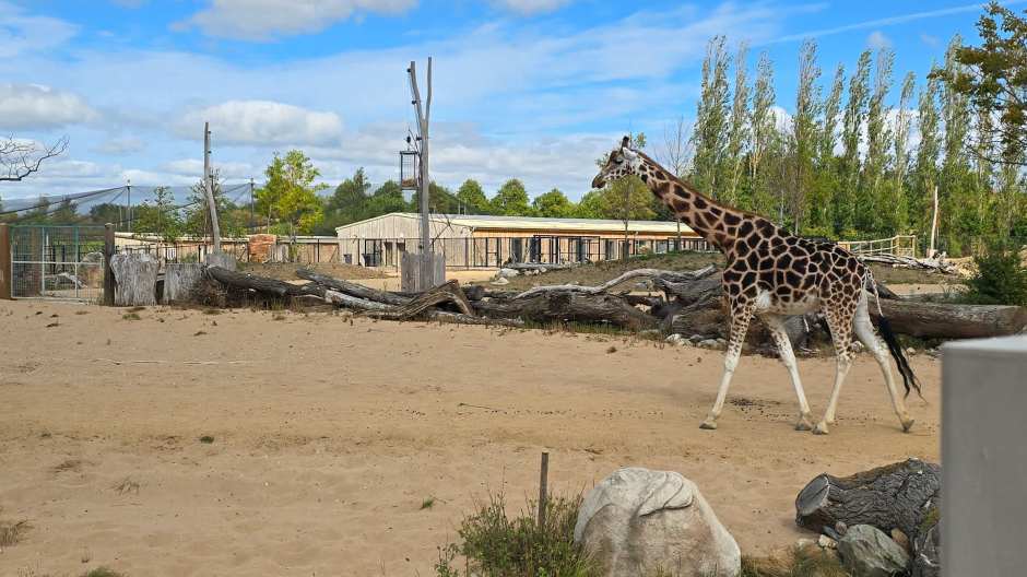 Loved seeing thr giraffes outside in the savannah