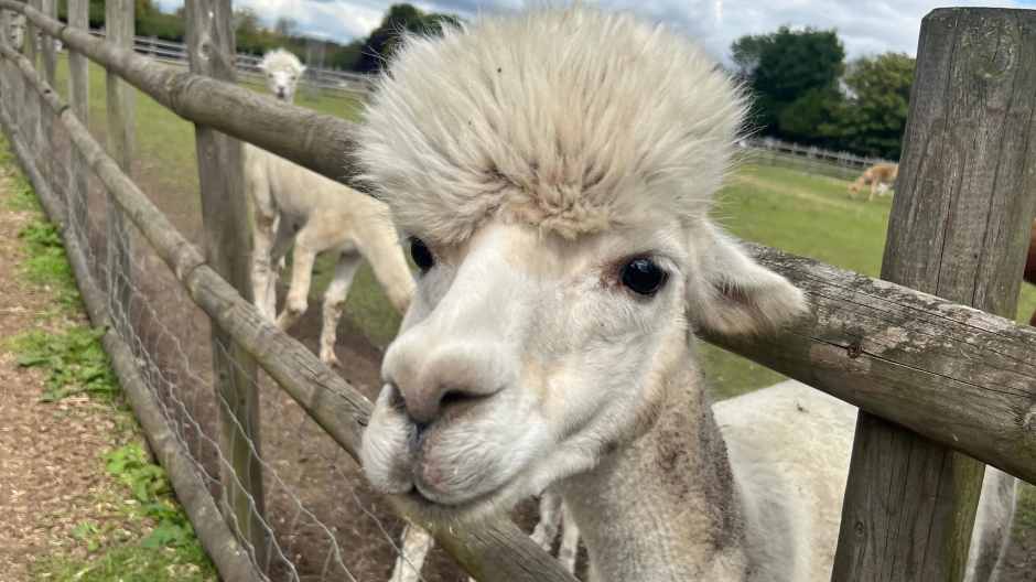 Wild and woolly