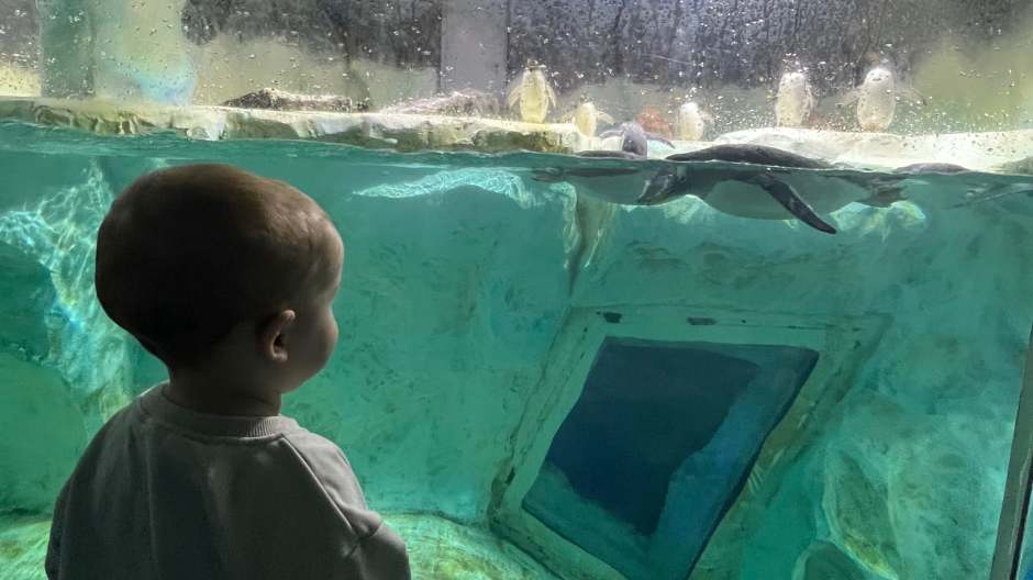 Up close with the penguins