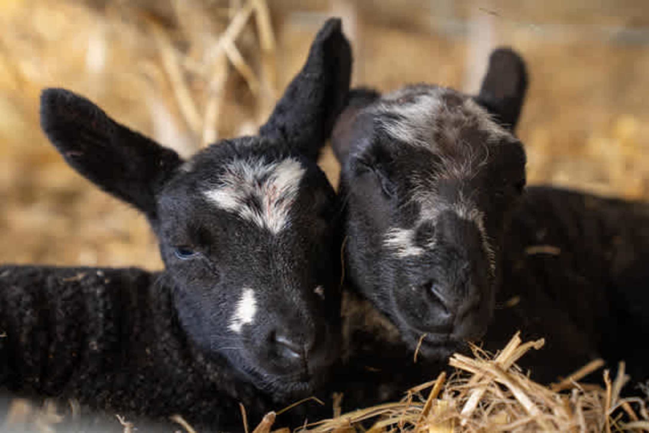 baby lamb