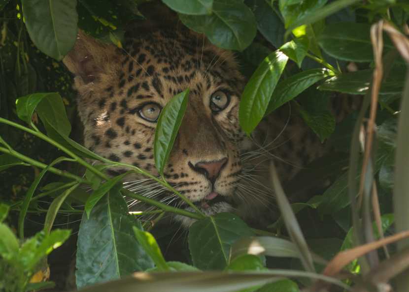 Howletts Wild Animal Park Image