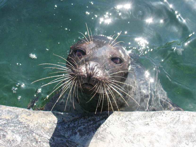 image of a seal
