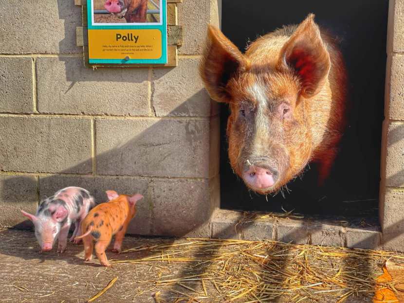 pig and 2 piglets