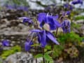 Emmetts Garden gallery image by Michael Garlick