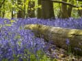 Winkworth Arboretum gallery image by Chris Lacey
