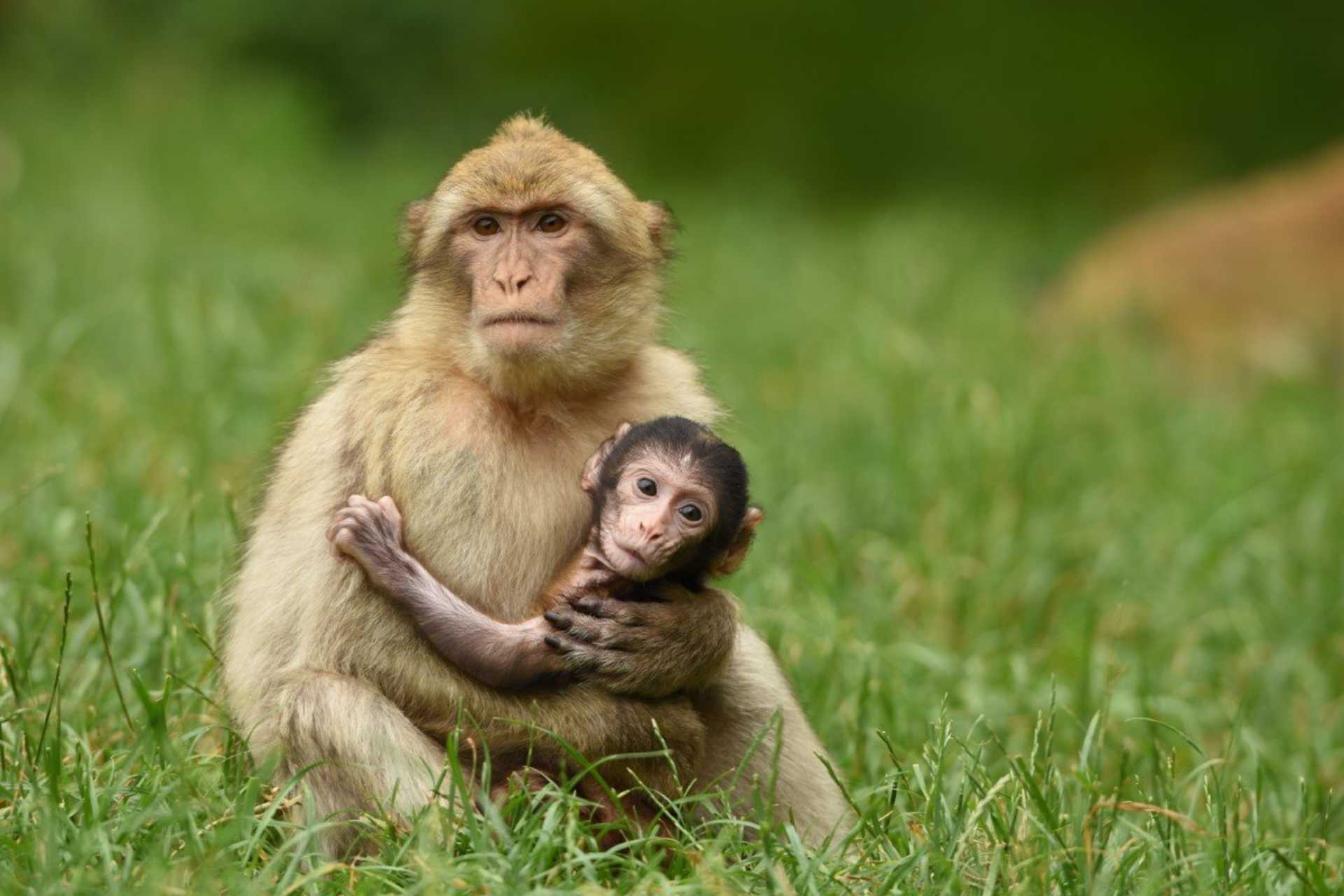Trentham Monkey Forest Hero Image
