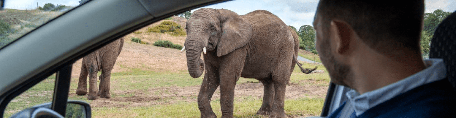 West Midlands Safari Park Hero Image