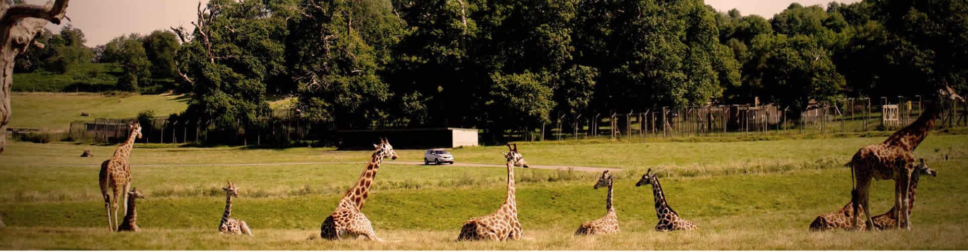 Woburn Safari Park