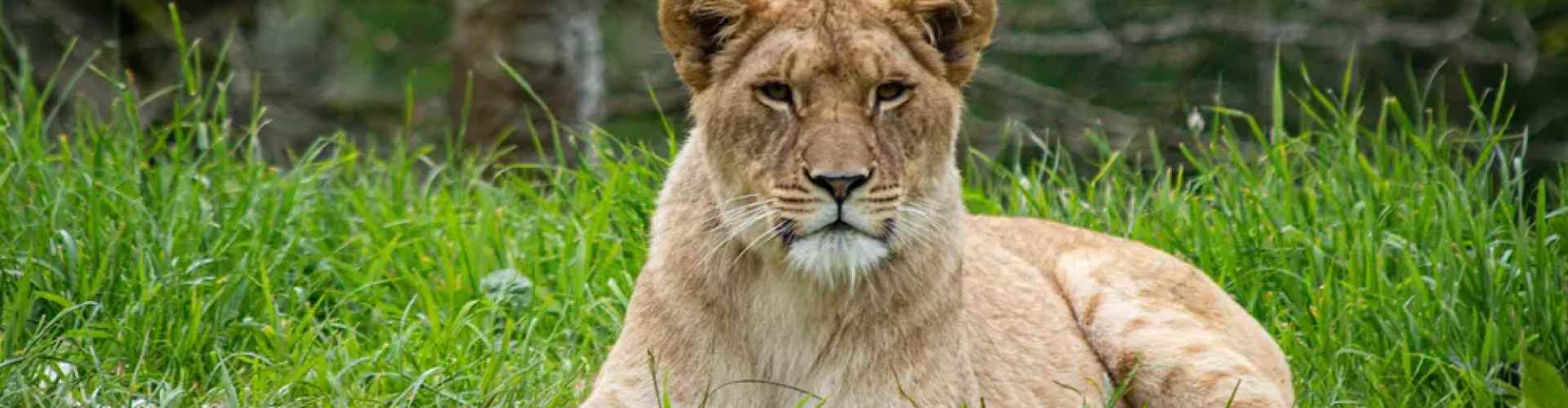 Whipsnade Zoo