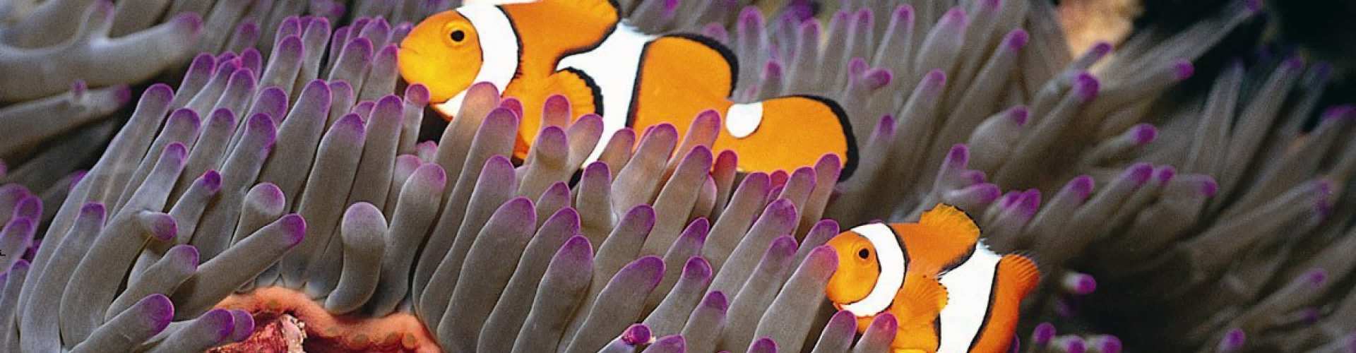 Clownfish at Blue Reef Aquarium