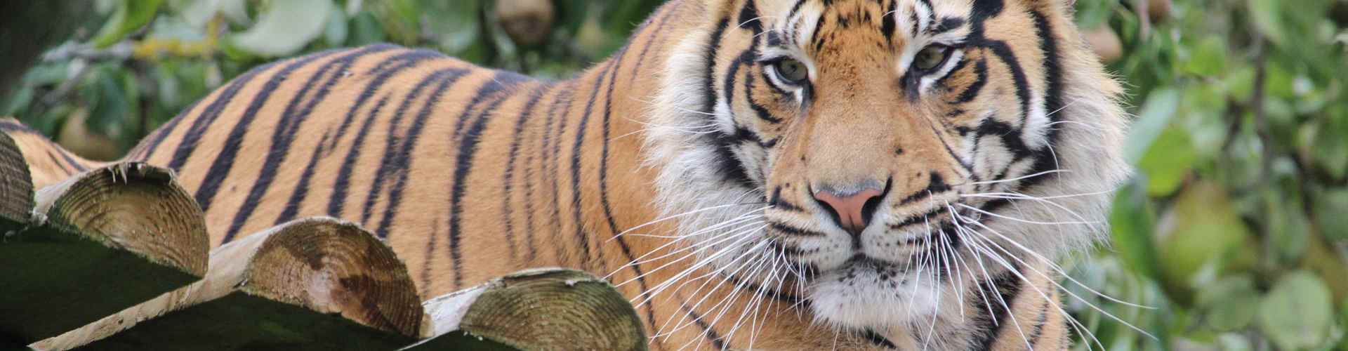 Tiger at Howletts