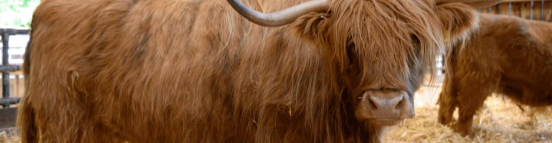 fluffy highland cow 