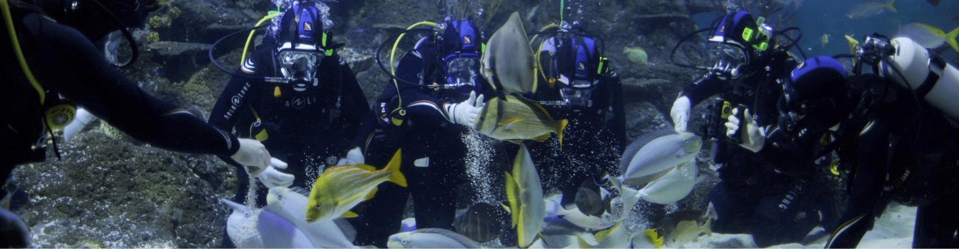 scuba divers in the aquarium