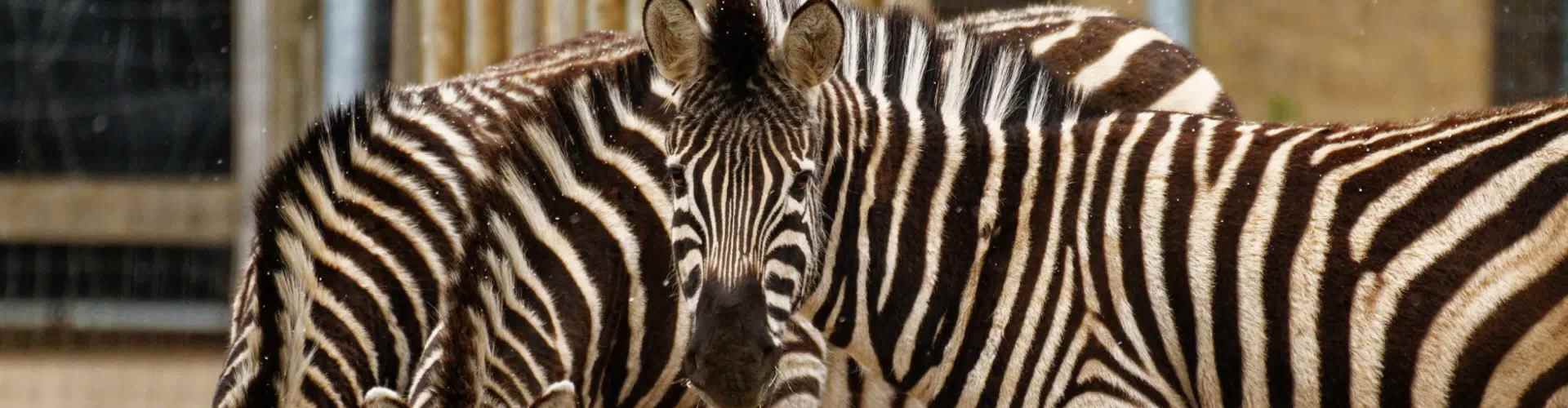zebras