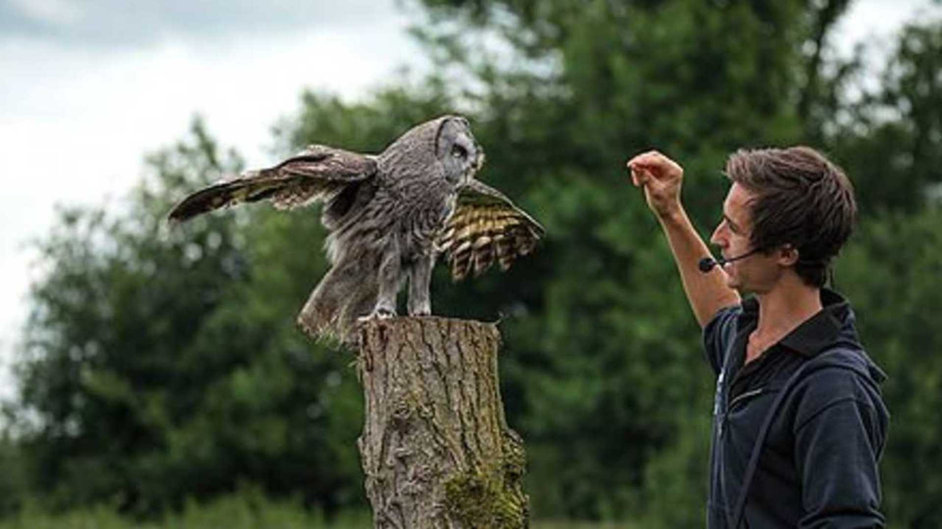 gathering of people on a bench at a bird of prey showing