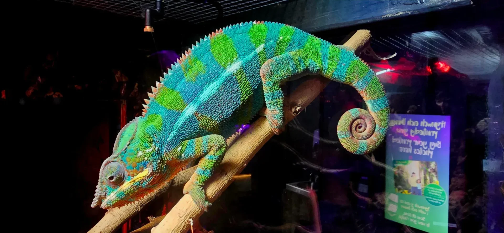 colourful chameleon