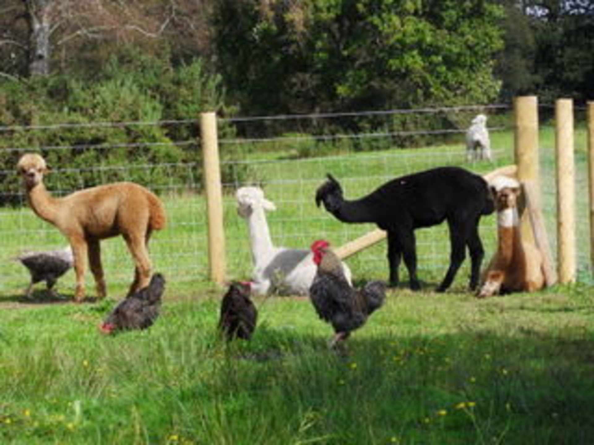 alpacas
