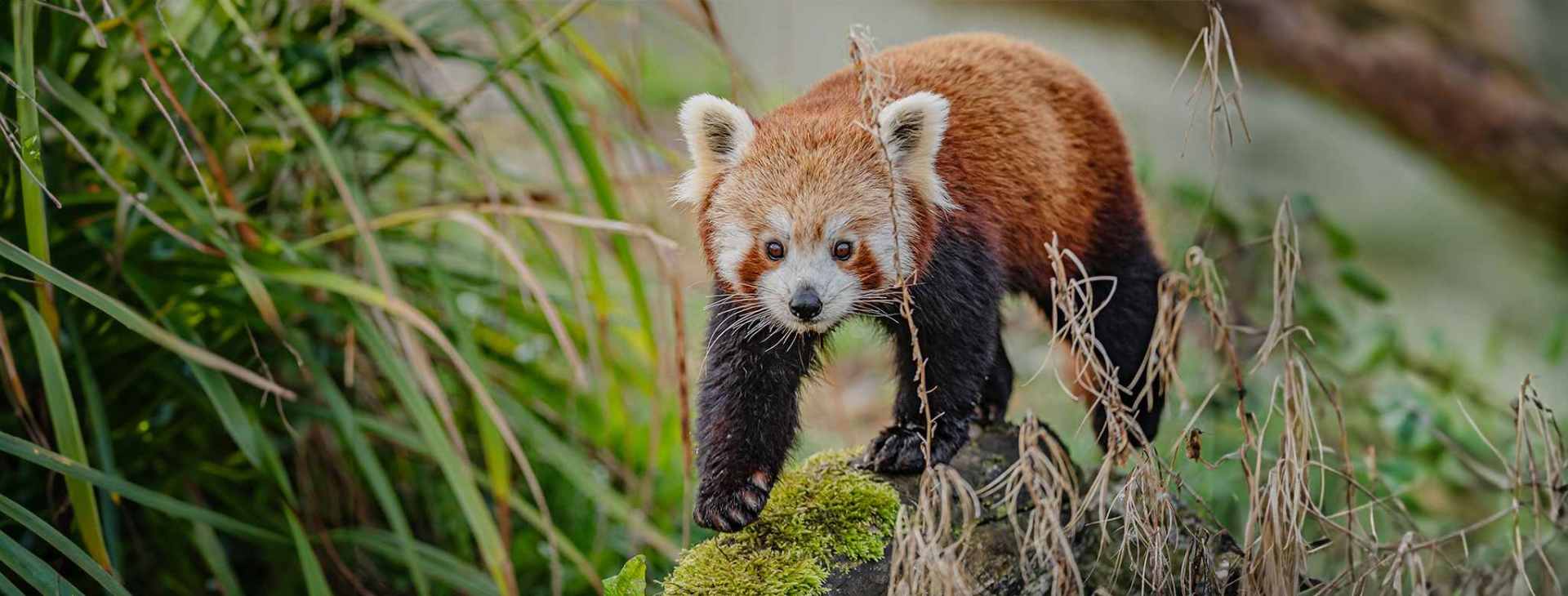red panda