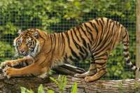 tiger at twycross zoo